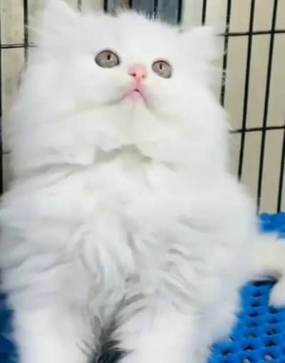 Persian female kitten for sale all Pakistan delivery available