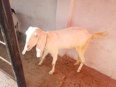 Rajanpuri 4 dant bakri