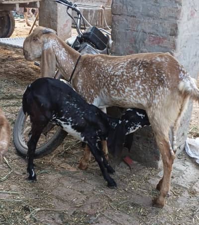 goats for sale in Lahore
