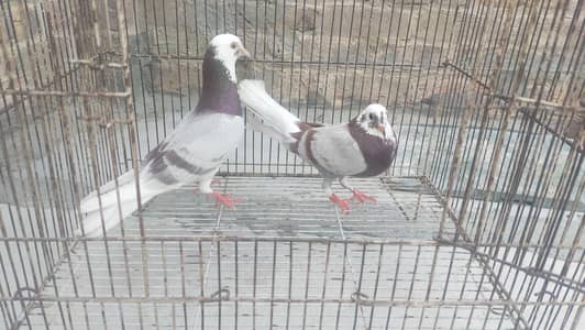 Pure Patti wale pigeon 1k per pigeon