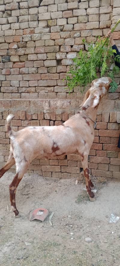 Damani khassi Bakra