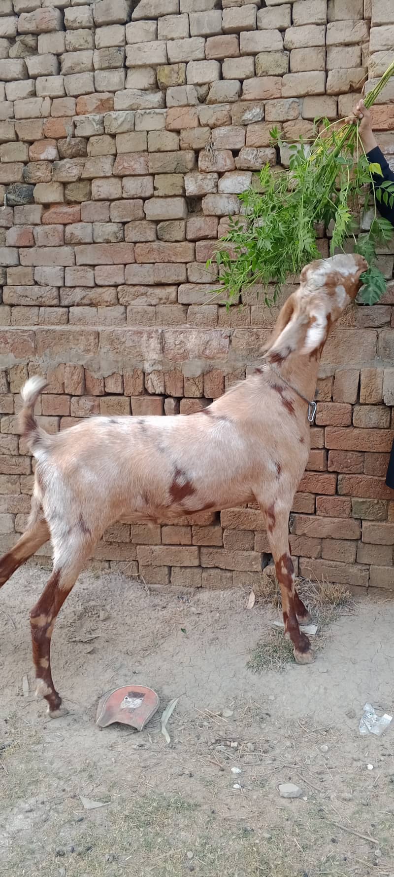 Damani khassi Bakra 0
