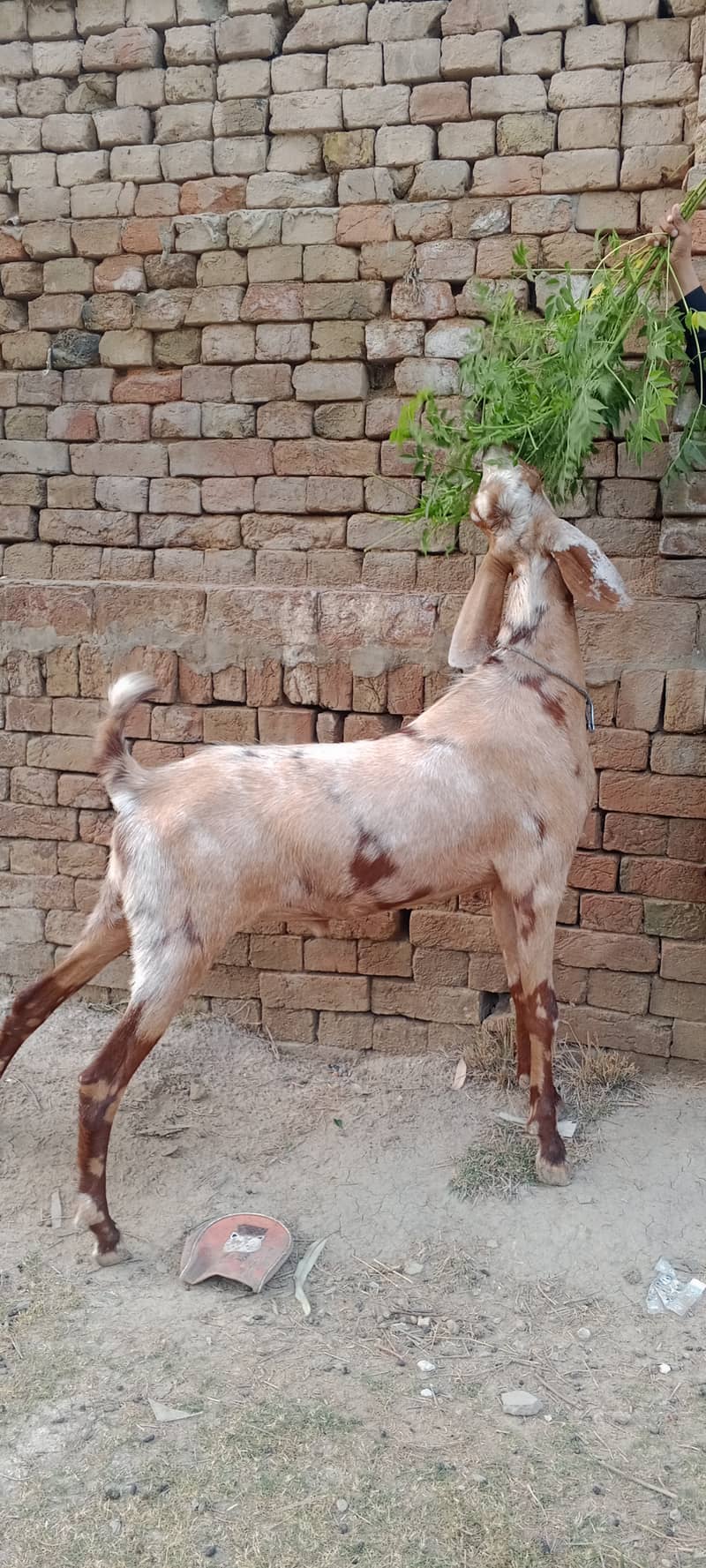 Damani khassi Bakra 1