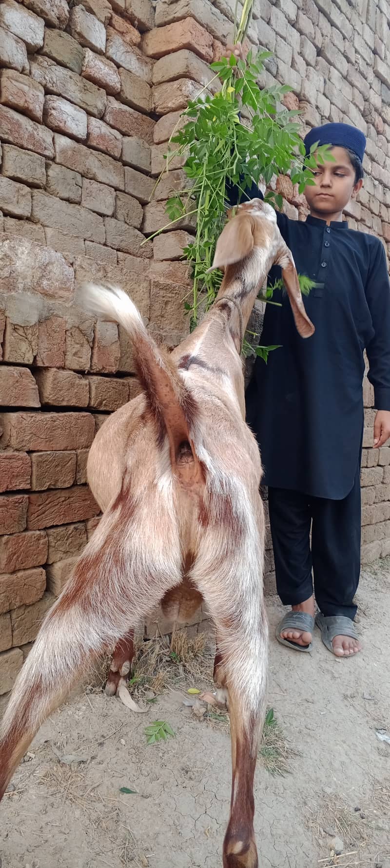 Damani khassi Bakra 2