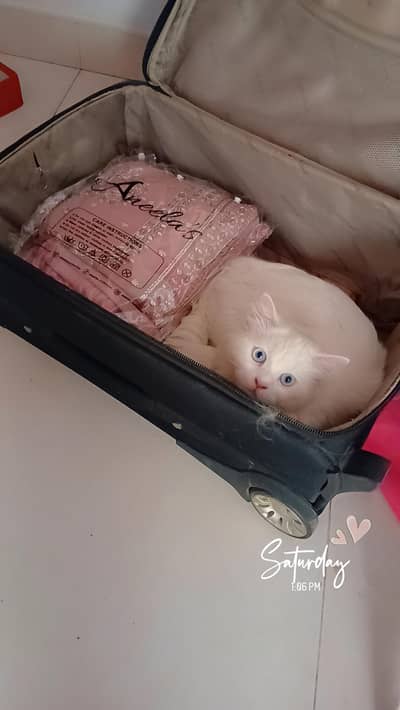 male Persian for sale-8 months old