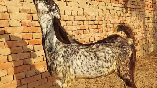 desi Bakra for sale 03481743426