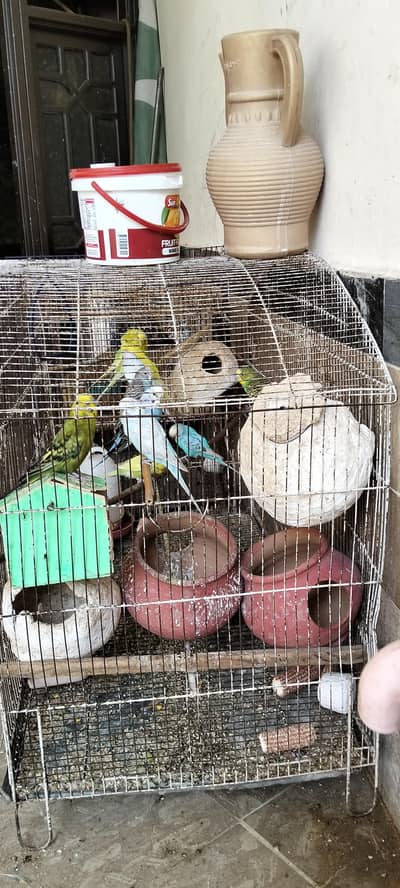 5 Paris parrots for sale in good price with cage without cage