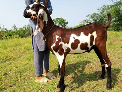 2 dant Bakra for sale