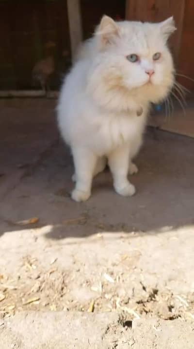 triple coat Persian cat