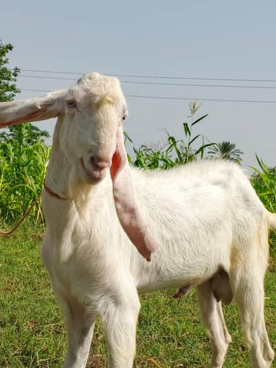 RAJANPURI BAKRA FOR SALE