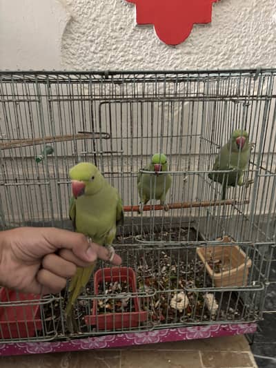 Green parrots ringneck