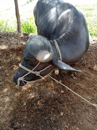 qurbani ka janver donda katta 0300,-98,65,205