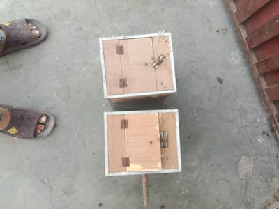 Box sell Australian and love birds boxes