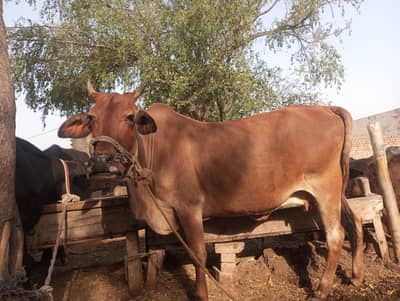 for sale best for qurbani