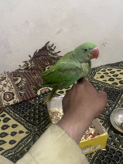 Raw baby perrot