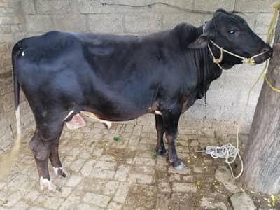 Qurbani bull/wacha/bail for sale