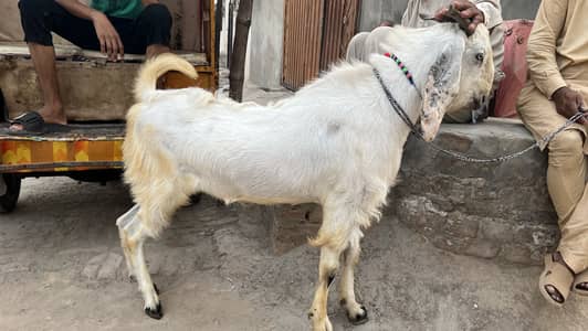 Bakra for sale