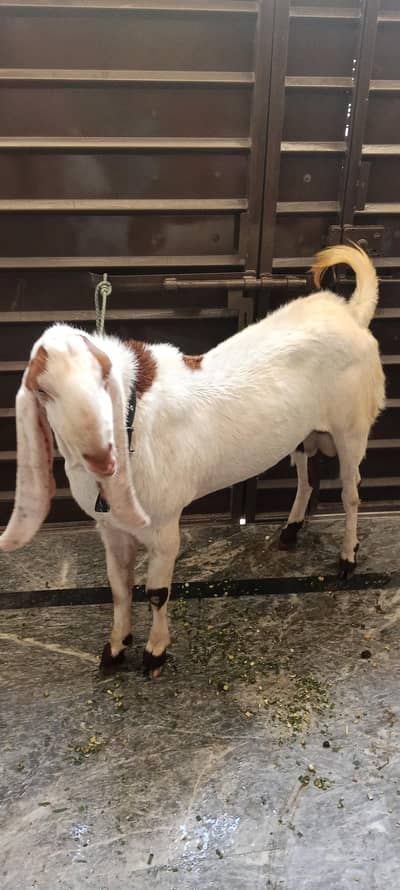 Bakra qurbani 2026