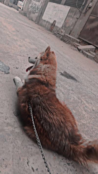 Siberian husky dog 10 month age