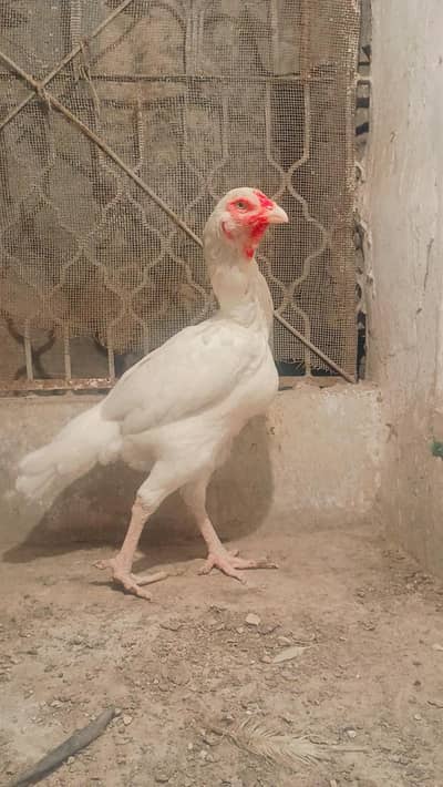 Heera Madi for sale