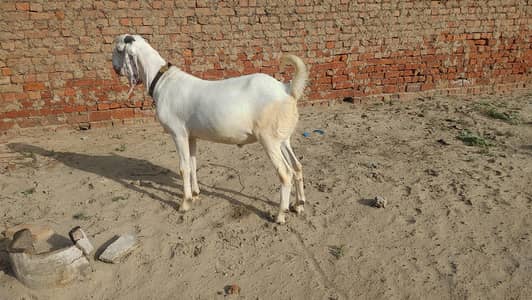 donda bakra healthy and active for sel