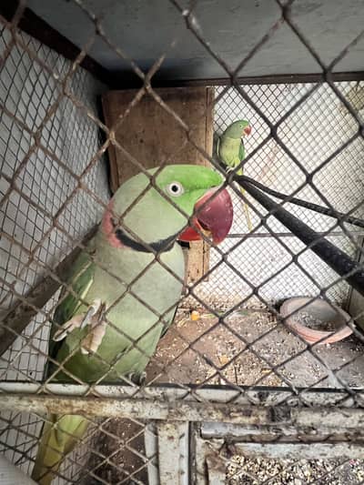 Raw Parrots