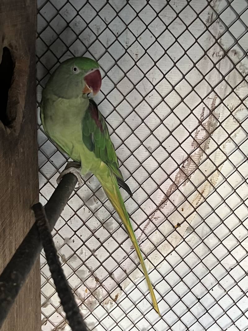 Raw Parrots 1
