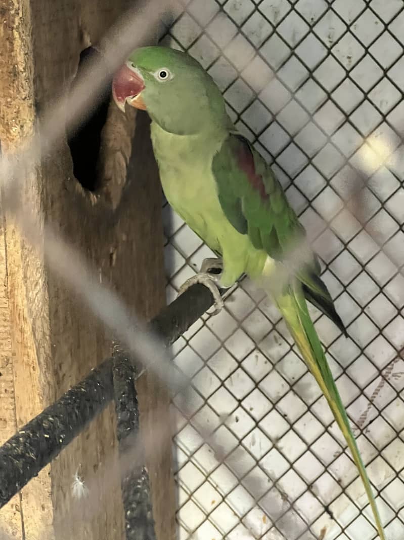 Raw Parrots 2
