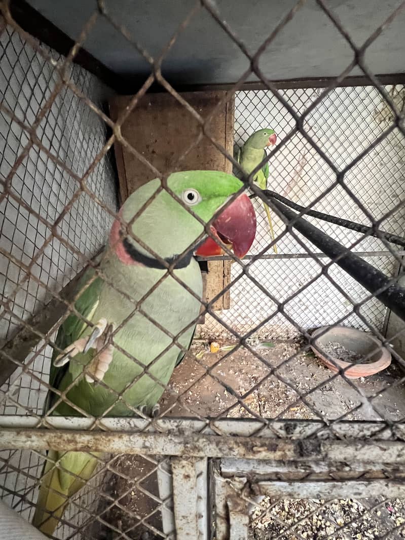 Raw Parrots 3