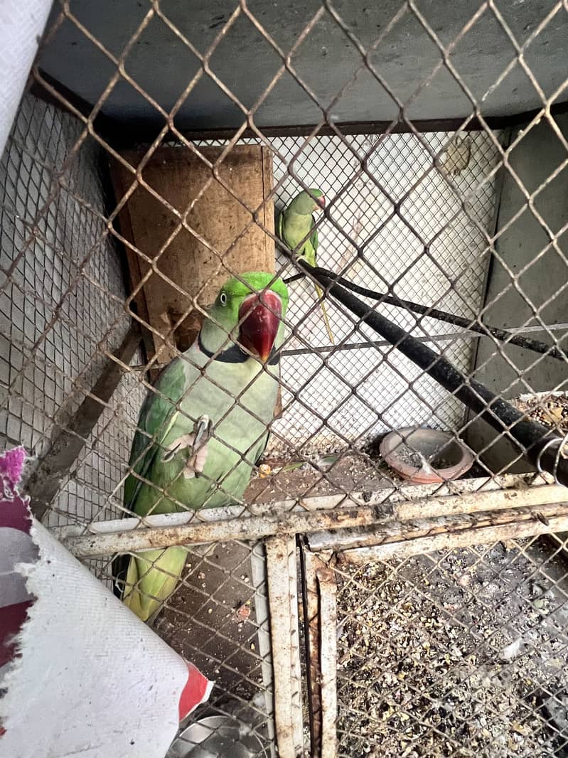 Raw Parrots 4