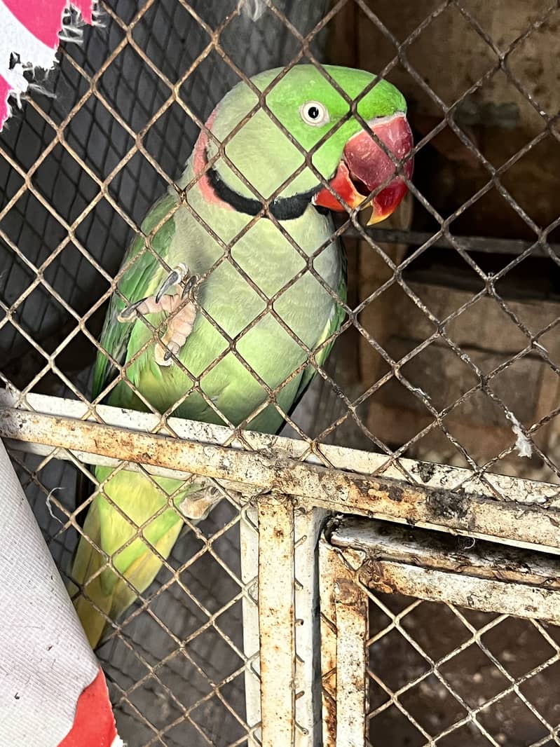 Raw Parrots 5