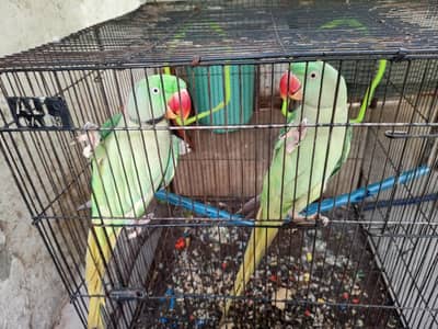 PAIR OF RAW PARROTS Male & Female