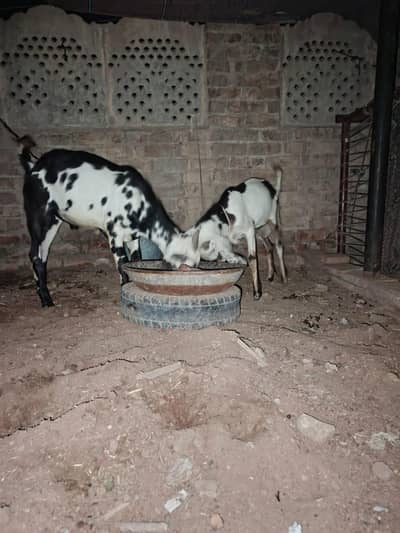 2 dant teday bakron ki jori for sale  | 03106897932 whatsapp |