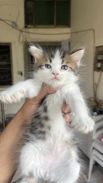 Best quality kittens, fur quality