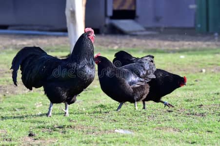 Austrolob Heritage eggs