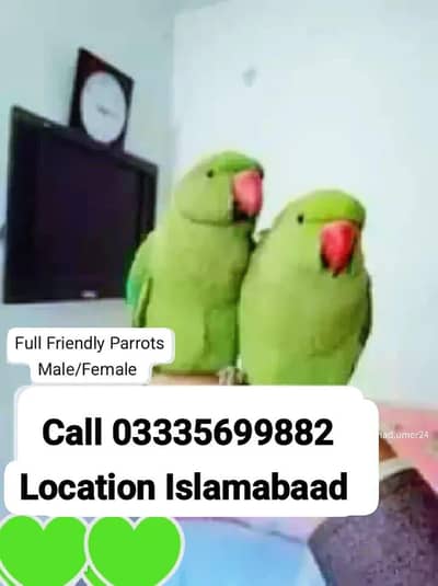 Single 7000 Hand Tamed Green Ring Neck Parrots Male/Female