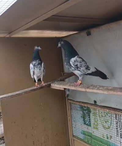 Teddy breeder pair