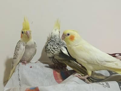 4 Cockatiels for sale