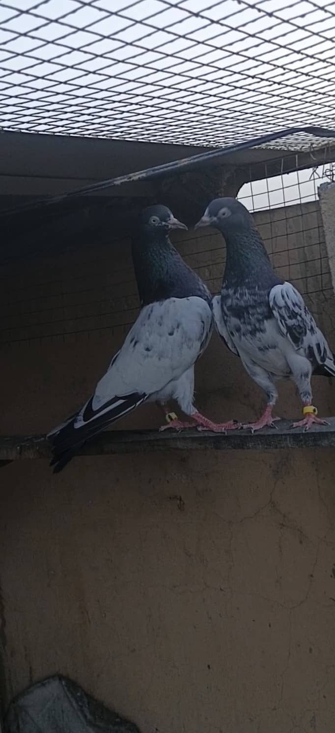 Teddy pair 0