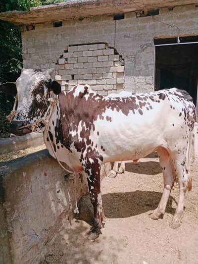 QURBANI BULLS / BULLS/ QURBANIKAYY BEL/COWS/CAMELS