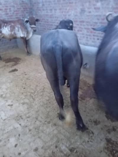 Qurbani k leya Katta. . . 2 dant