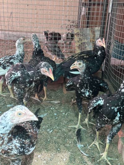 Aseel chicks 03105116719