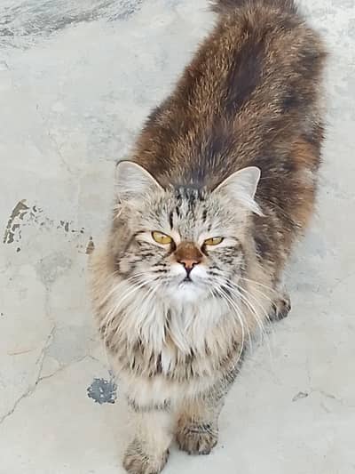 Persian Cat