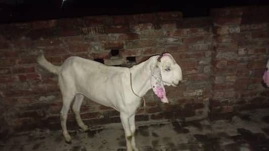 Healthy Qurbani Bakra / Bakri for Sale