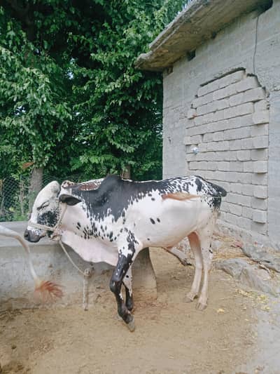 QURBANI BULLS /BULLS/  QURBANI KAY ONTH/