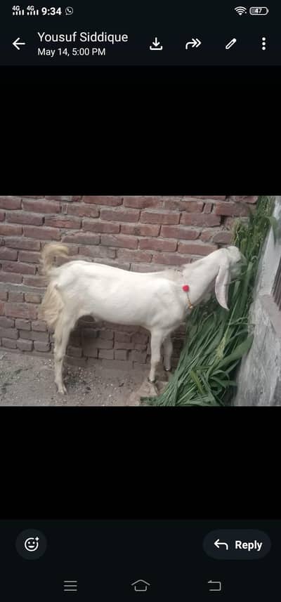 Bakra for sale
