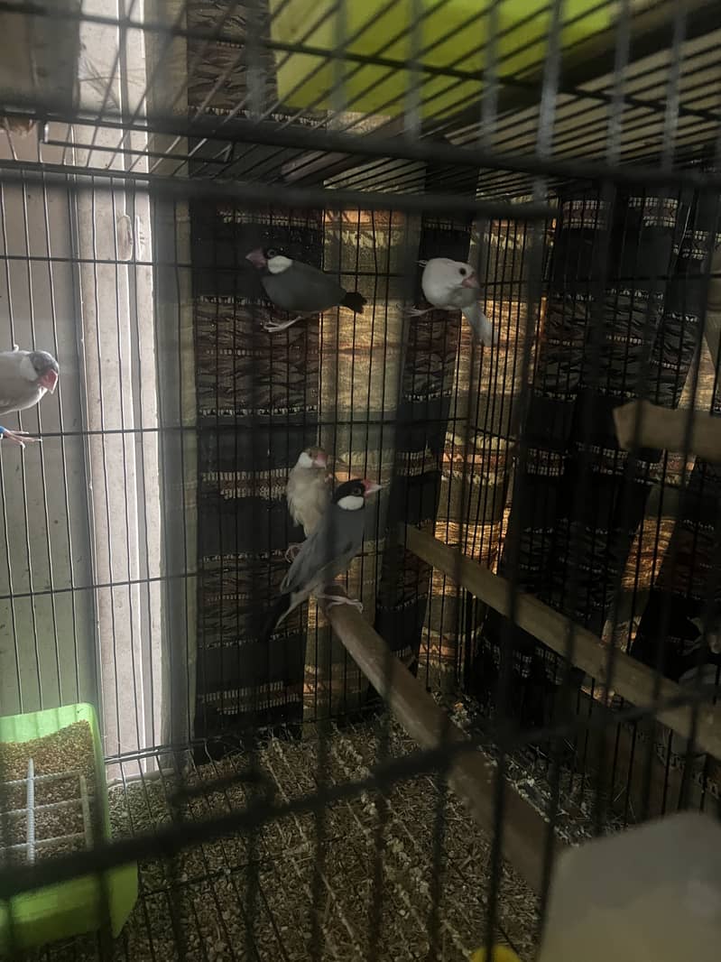 Fawn Java 1 pair gray Java 1 pair white Java 1 male for sale 0