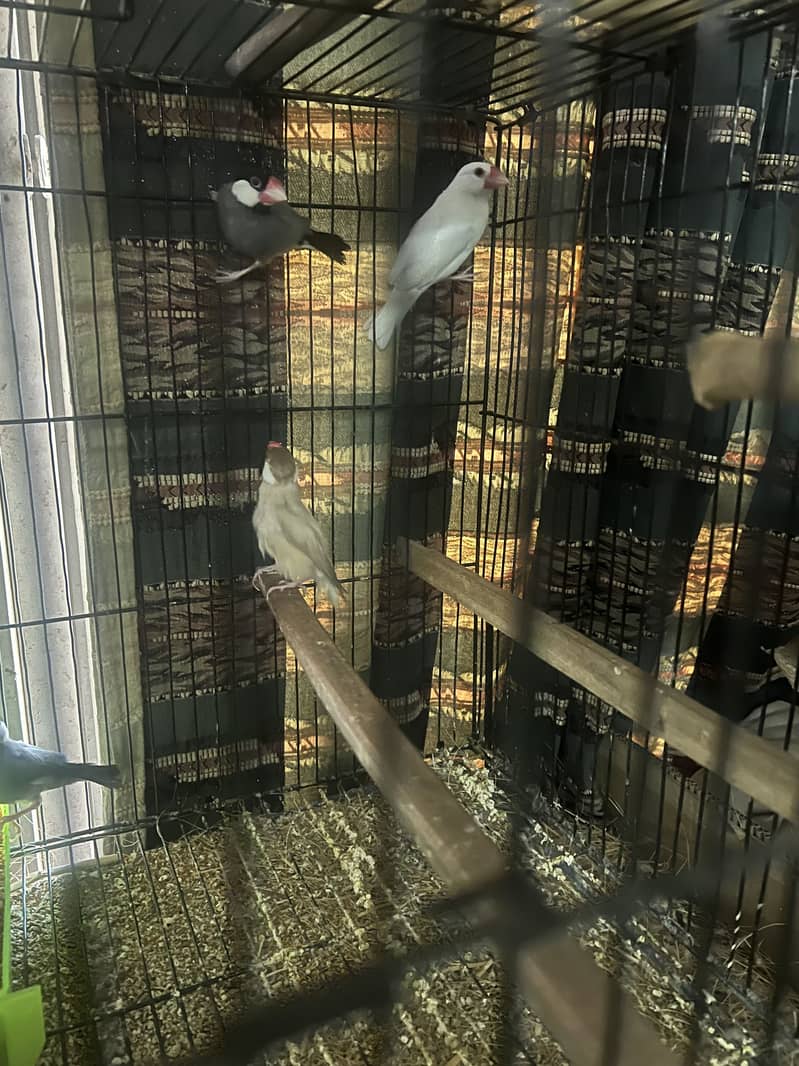 Fawn Java 1 pair gray Java 1 pair white Java 1 male for sale 1