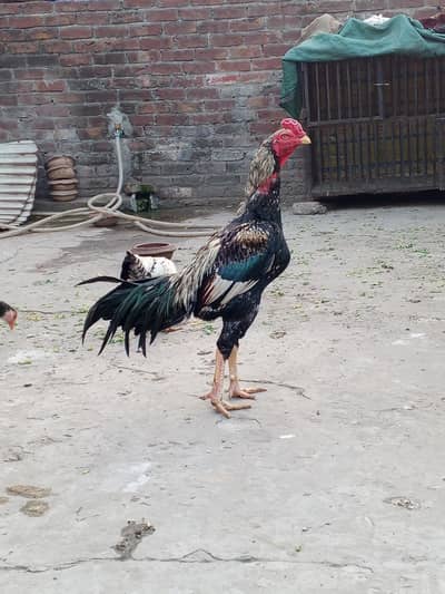 ak male 2 female for sale urgent 03316427993 Whatsapp