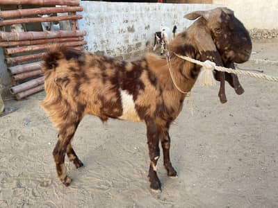 Bakra for sale 2 dant